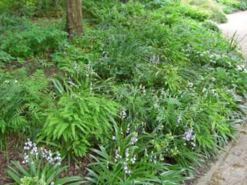 Le jardin botanique
