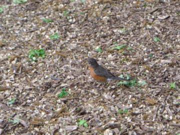 Cousin de l'orange-gorge