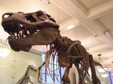 Gros plan sur le T-Rex