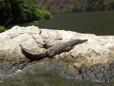 Un crocodile de Sumediro