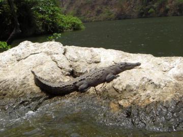 Un crocodile de Sumediro