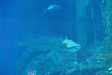 Un requin