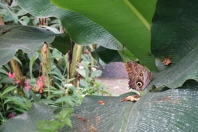 Quel est cet animal portant de si grands yeux ?