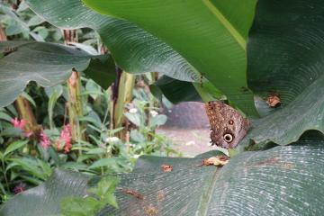Quel est cet animal portant de si grands yeux ?