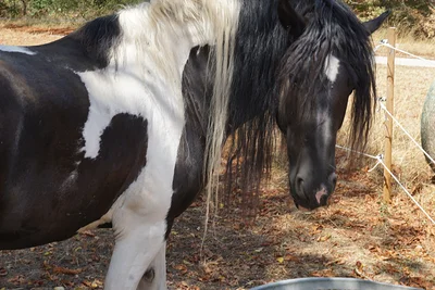 Cheveux aux vents, il nous regarde ?