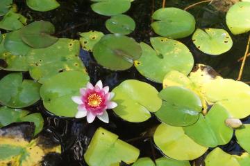 Nénuphar rose