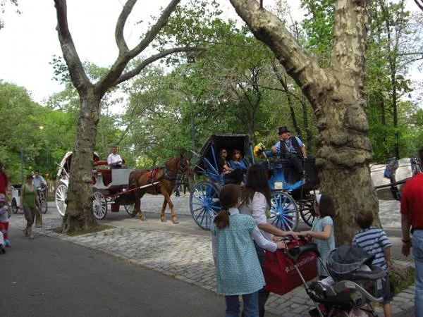 Les calèches de Central Park — Central Park de New-York (Etats-Unis)