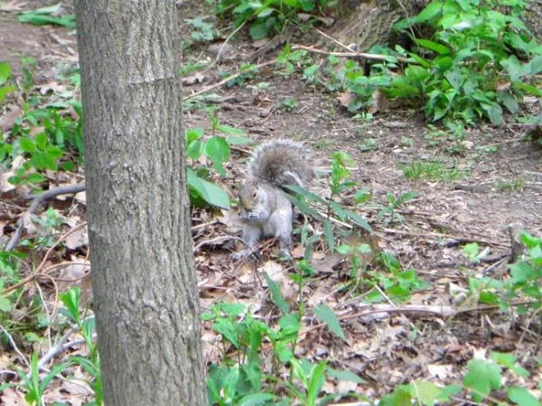 Ecureuil new-yorkais — Central Park de New-York (Etats-Unis)