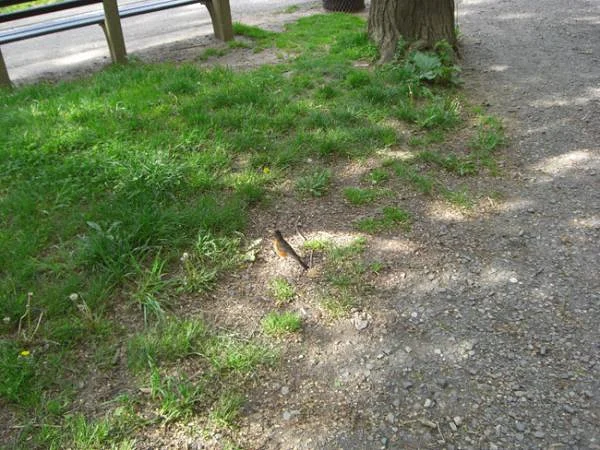 Oiseau orange-gorge — Central Park de New-York (Etats-Unis)