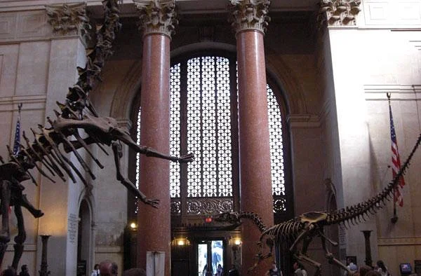 Squelettes de dinosaurs de l'entrée — Musée américain d'histoire naturelle (Etats-Unis)