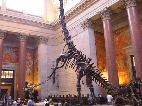 Squelette de barosaure — Musée américain d'histoire naturelle (Etats-Unis)