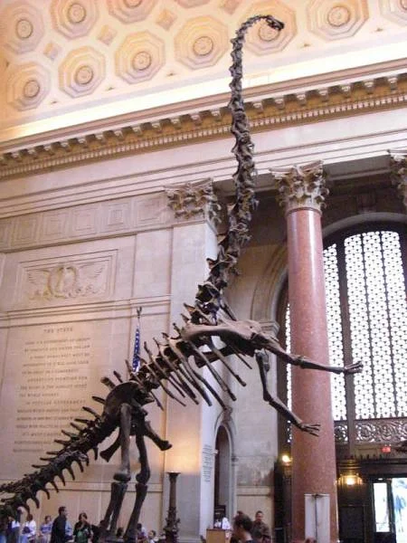 Un barosaure de 17m — Musée américain d'histoire naturelle (Etats-Unis)