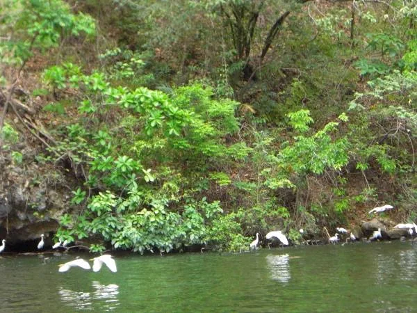 Les oiseaux — Parc national de Cañón del Sumidero (Mexique)