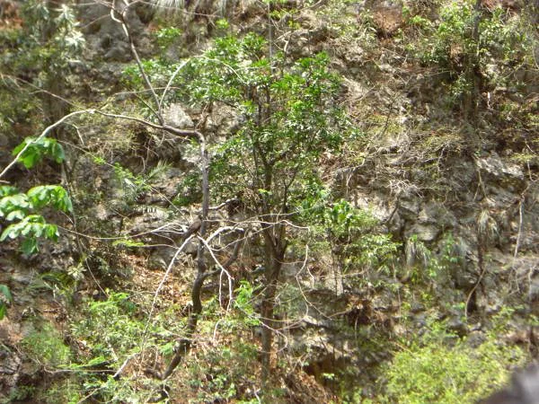 Un aigle pêcheur — Parc national de Cañón del Sumidero (Mexique)
