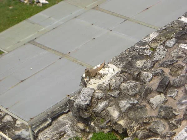 Un iguane — Ville préhispanique et parc national de Palenque (Mexique)