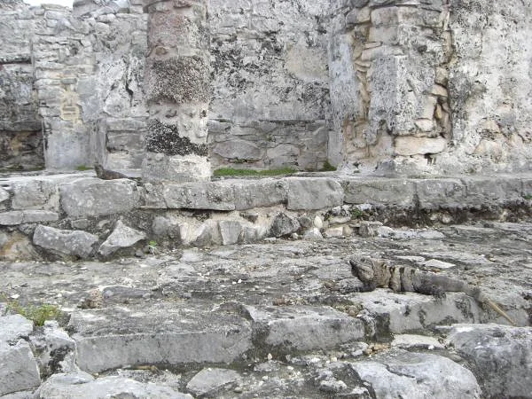 Iguanes camouflés de Tulum — Ruines mayas de Tulum (Mexique)