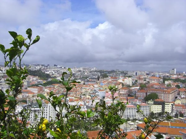 Les citroniers — Château Saint-Georges (Portugal)