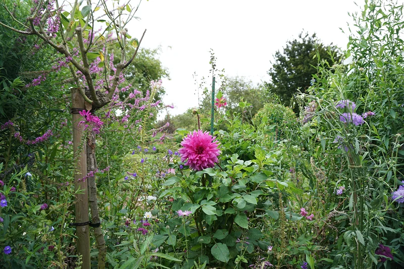 Fleur rose — Jardin et Maison Claude Monet (France)
