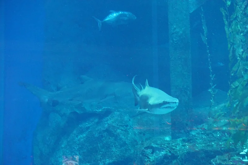 Un requin — Centre commercial Dubai Mall (Émirats arabes unis)