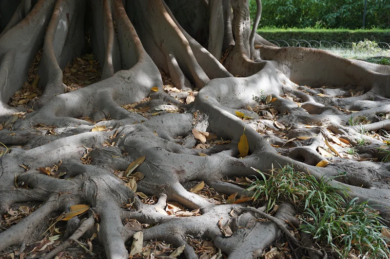 Racines d'arbre — Parc Maria Luisa (Espagne)