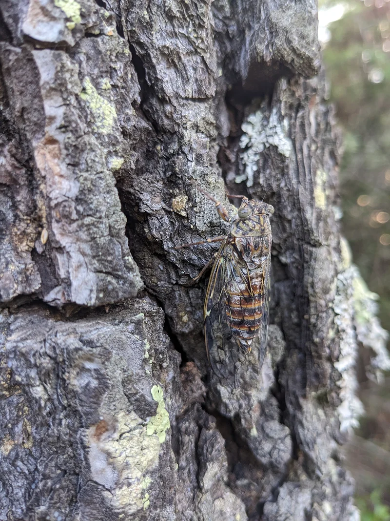 Une cigale — Parc national de Mljet (Croatie)