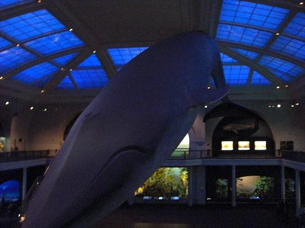 Modèle de grande baleine bleue Modèle de grande baleine bleue — Musée américain d'histoire naturelle (Etats-Unis)