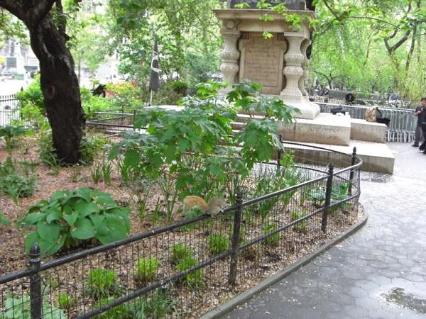 Ecureuil dans un jardin Ecureuil dans un jardin — Union Square (Etats-Unis)