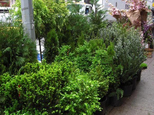 Petit coin de verdure sur Broadway Petit coin de verdure sur Broadway — Broadway (Etats-Unis)