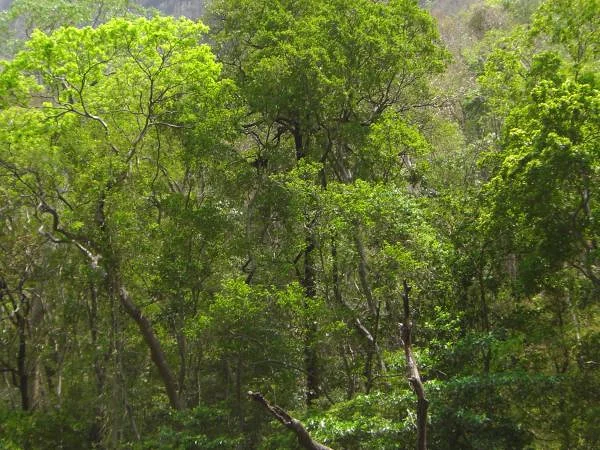 Les singes Les singes — Parc national de Cañón del Sumidero (Mexique)