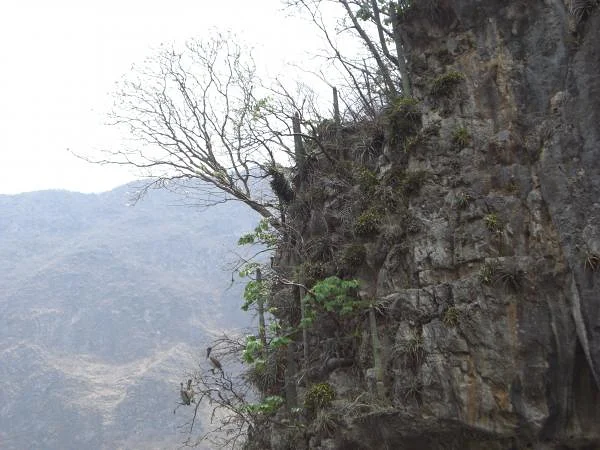 Les pélicans Les pélicans — Parc national de Cañón del Sumidero (Mexique)