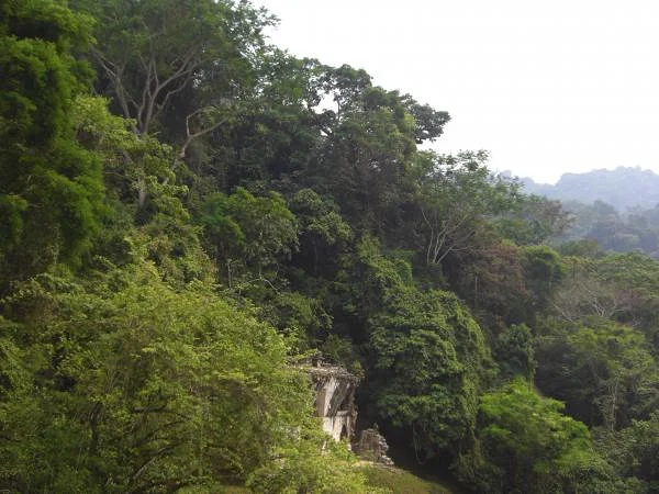 La nature luxuriante de Palenque La nature luxuriante de Palenque — Ville préhispanique et parc national de Palenque (Mexique)