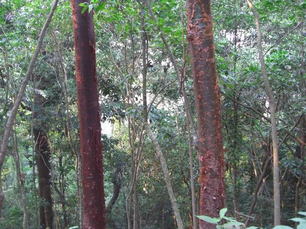 Un gringo tree Un gringo tree — Ville préhispanique et parc national de Palenque (Mexique)