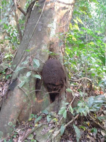 Alien is there Alien is there — Ville préhispanique et parc national de Palenque (Mexique)