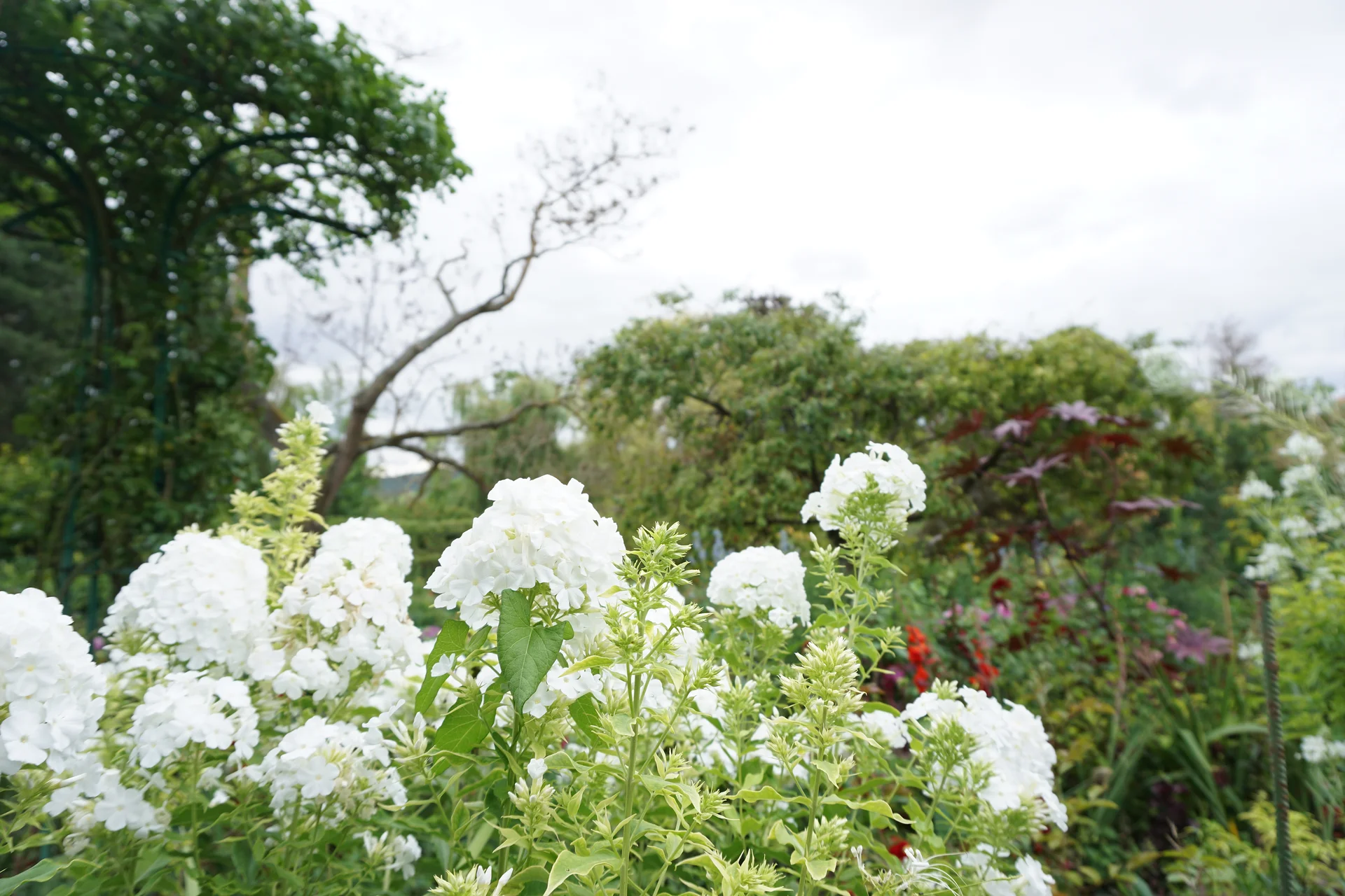 Fleur blanche — Jardin et Maison Claude Monet (France)