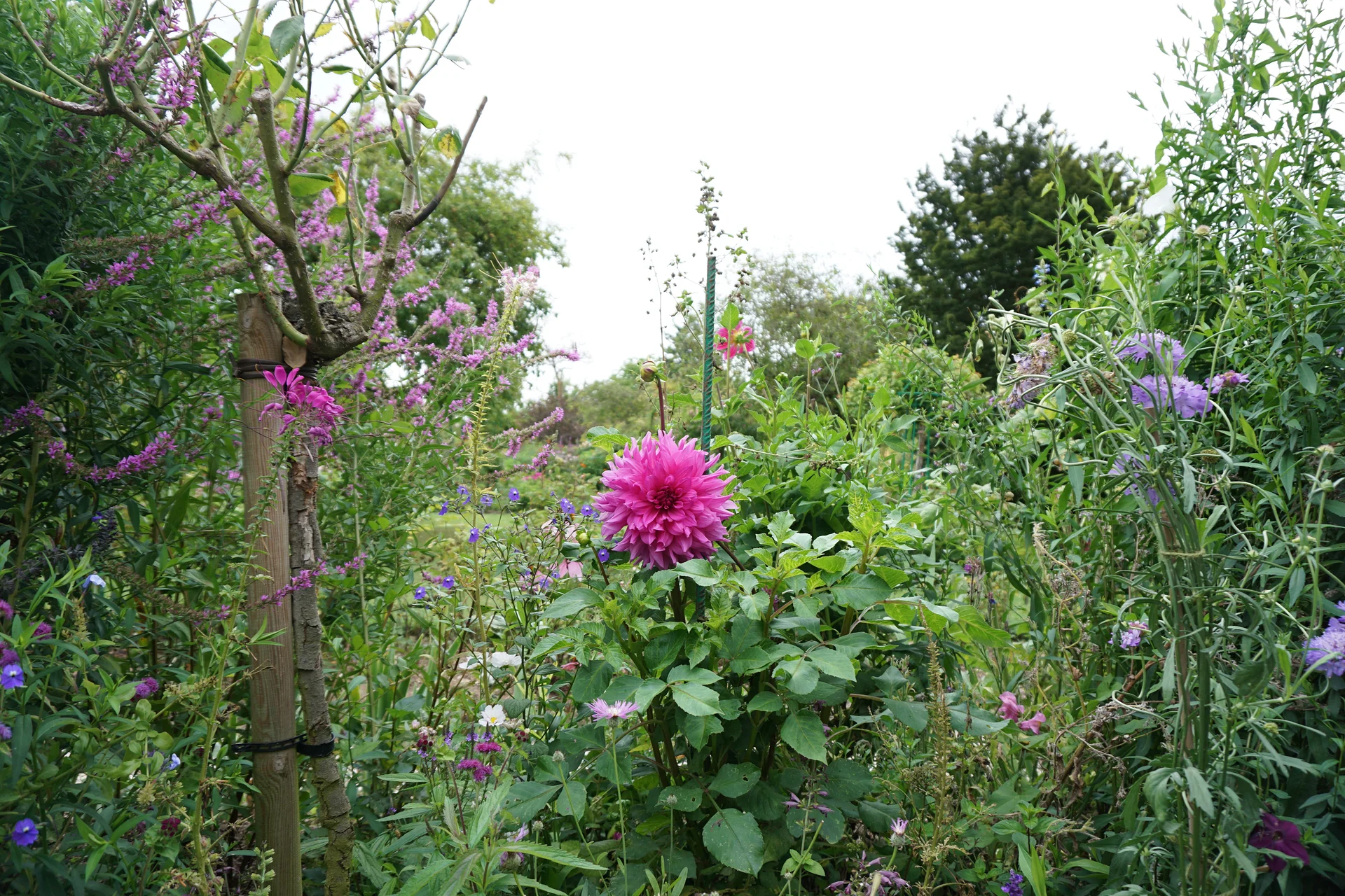 Fleur rose — Jardin et Maison Claude Monet (France)