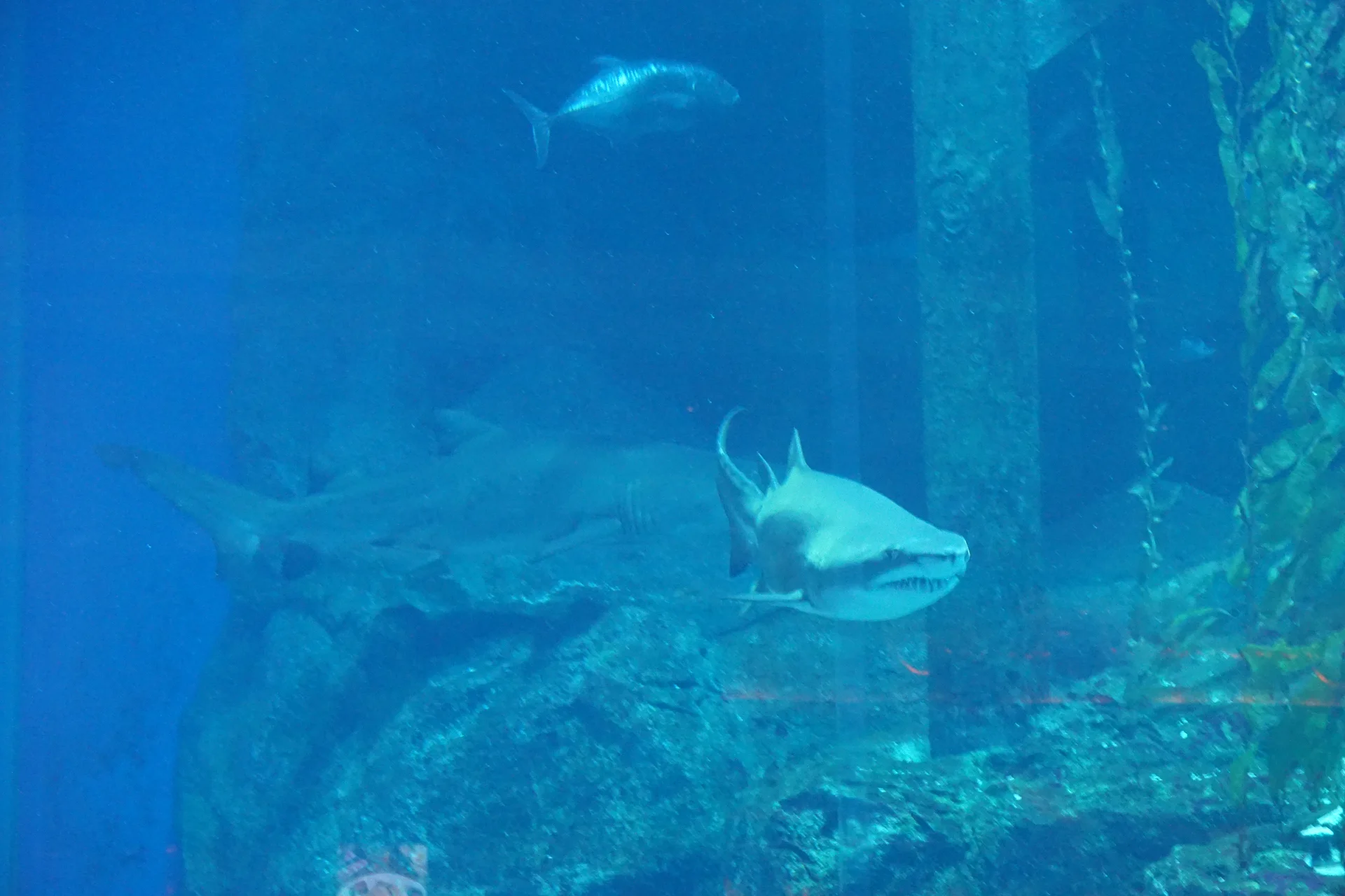 Un requin