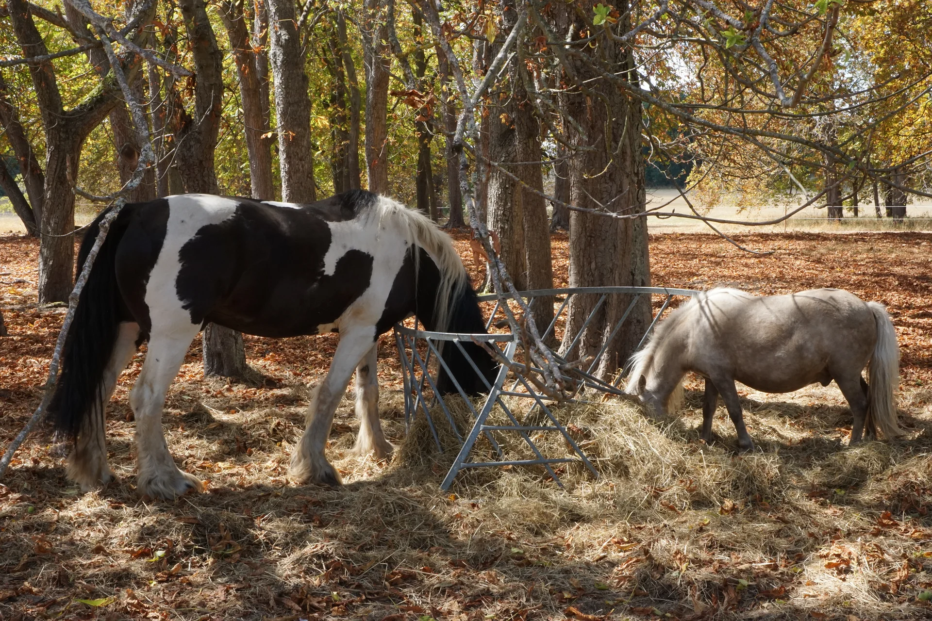 Des chevaux