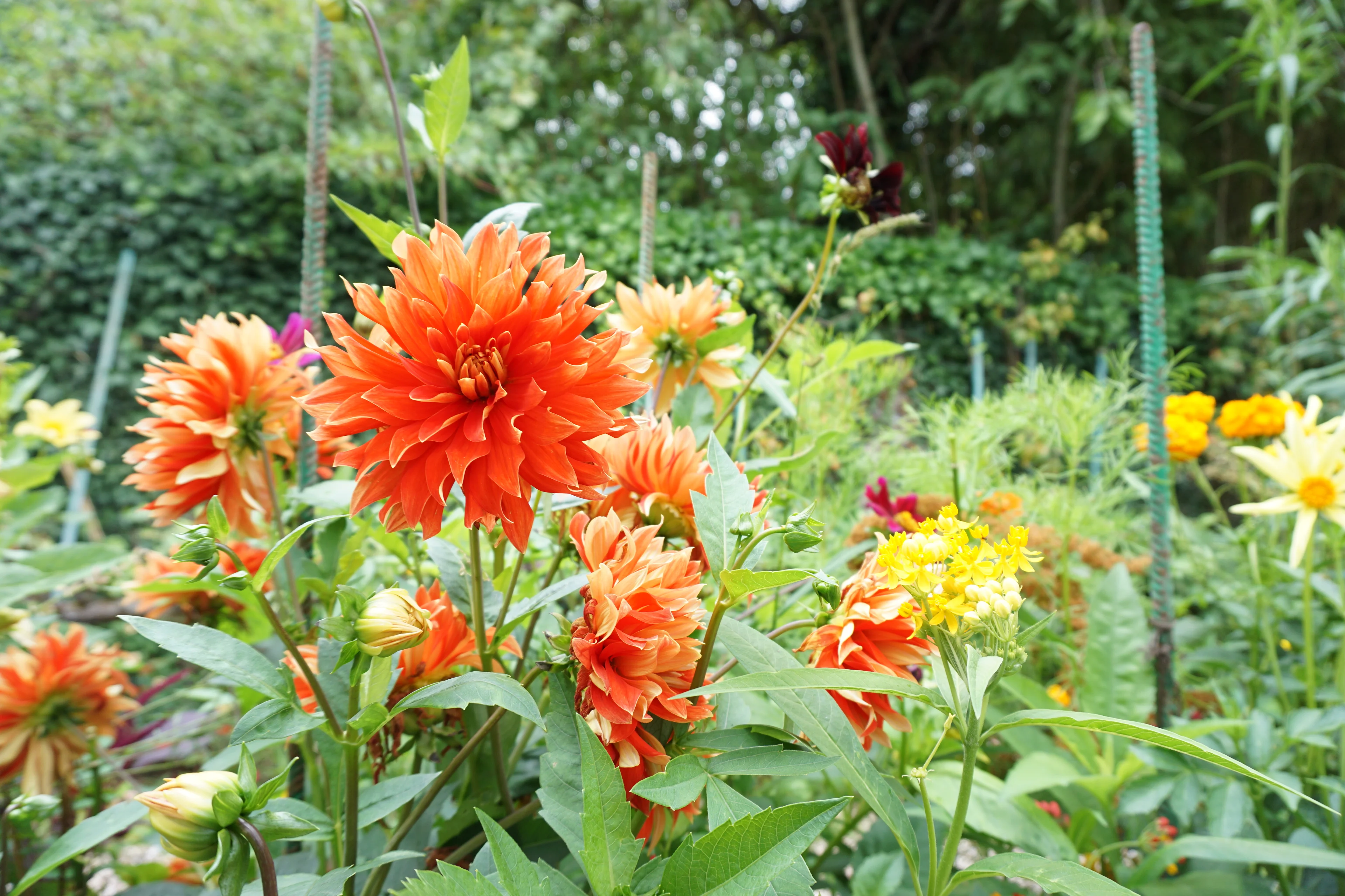 Jardin Claude Monet à Giverny
