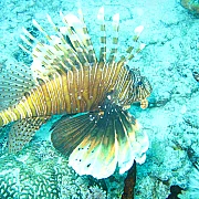 Île de Mnemba
