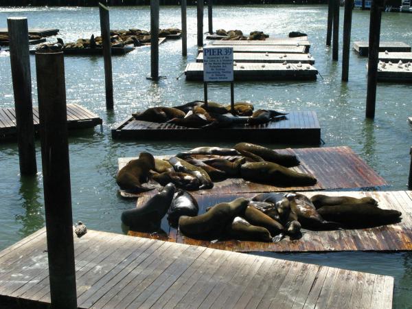 #6 Marine Mammal Center (centre des mammifères marins du Pacifique)