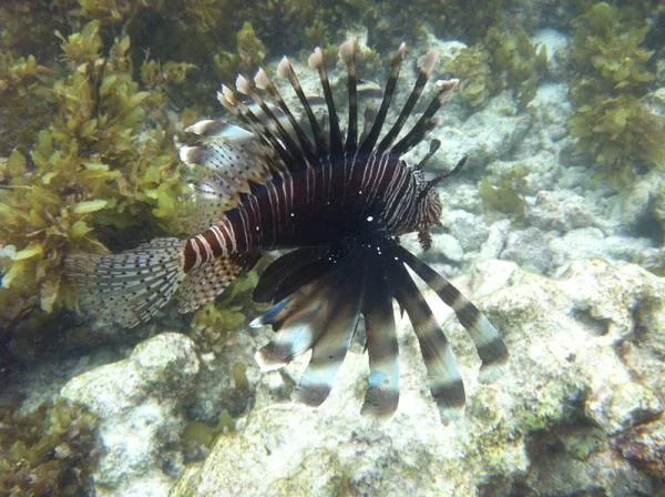 Fonds sous marin des Seychelles