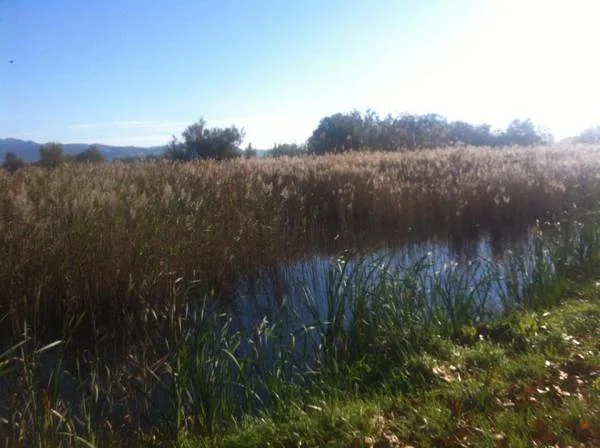 Réserve naturelle d'Aiguamolls — Parc naturel de l'Aiguamolls de l'Emporda (Espagne)