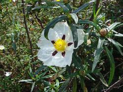 Fleur de la Serra do Caldeirão