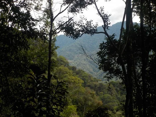 Forêt amazonienne — Tena (Équateur)