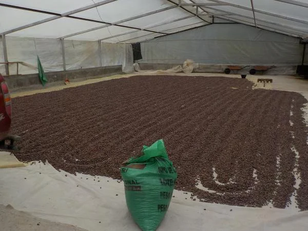 Séchage des grains de cacao — Tena (Équateur)
