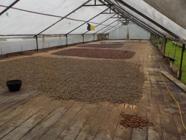 Différentes teintes des grains de cacao — Tena (Équateur)