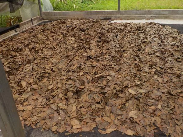 Feuilles de guayusa — Tena (Équateur)