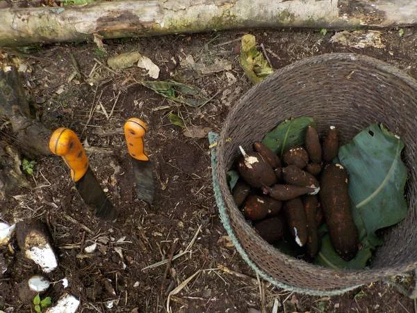 Récolte de manioc Récolte de manioc — Tena (Équateur)