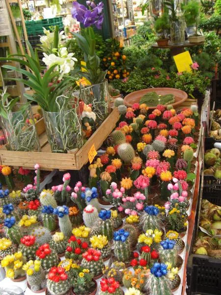Le stand à cactus — Marché aux fleurs (Pays-Bas)