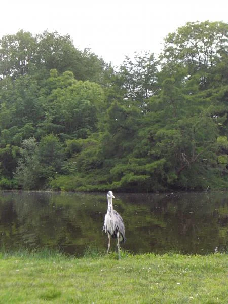 Un héron cendré de Vondelpark — Vondelpark (Pays-Bas)